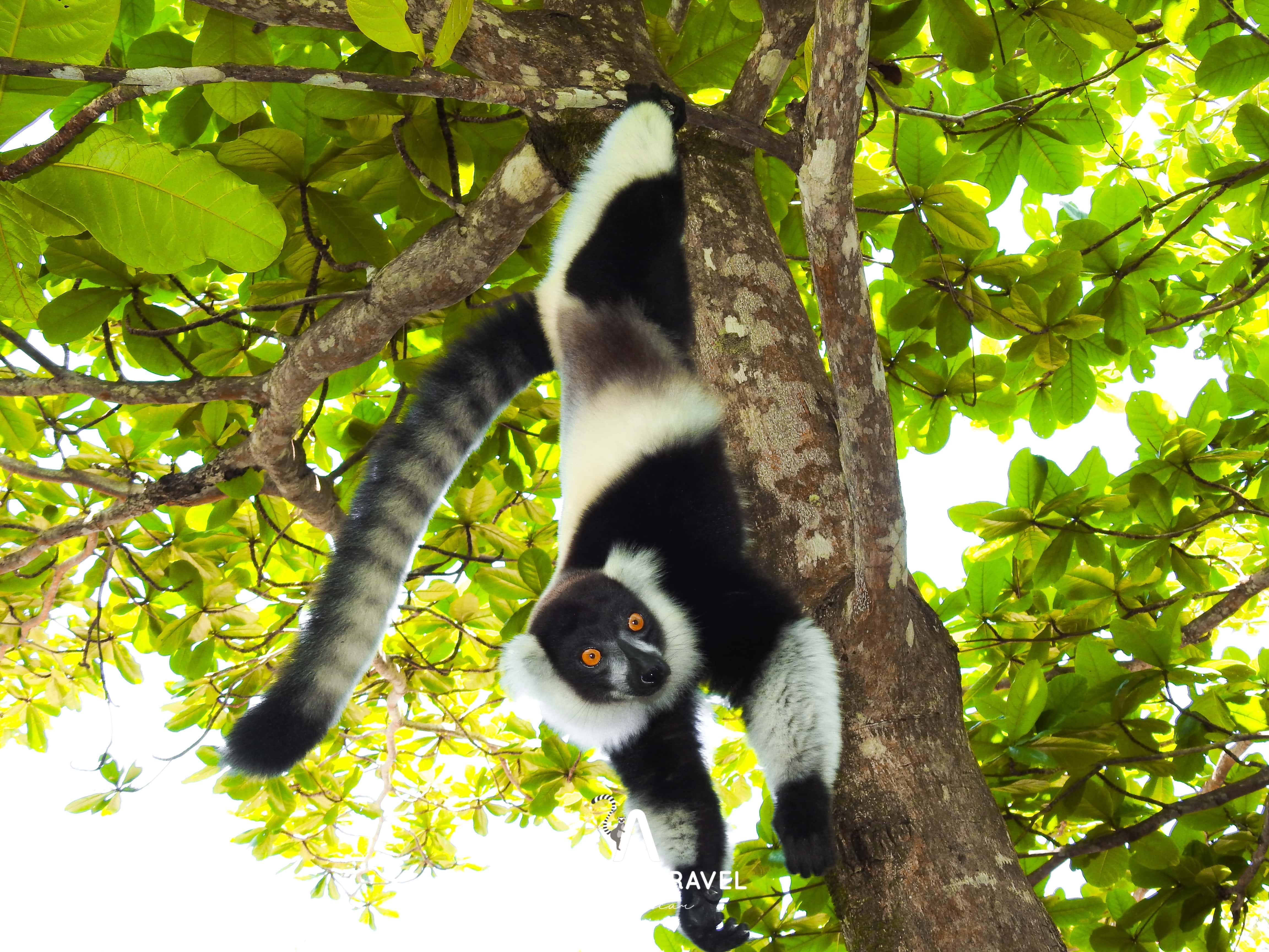 In the Heart of Madagascar's Forests